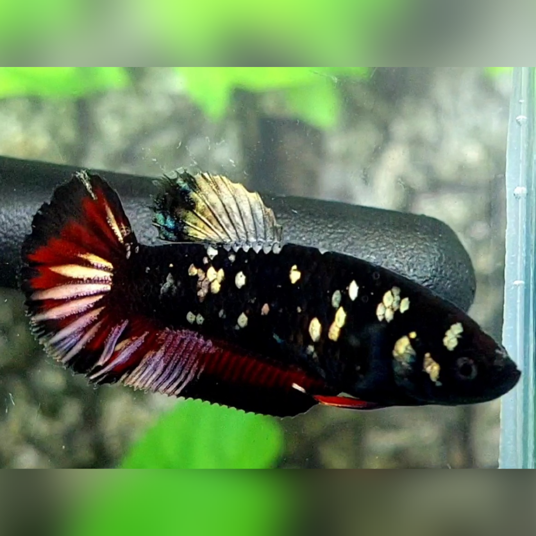 Avatar Copper Gold Vampire HMPK Female For Sorority / Breed