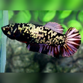 Avatar Copper Gold Purple HMPK Betta Fish Female For Sorority / Breed