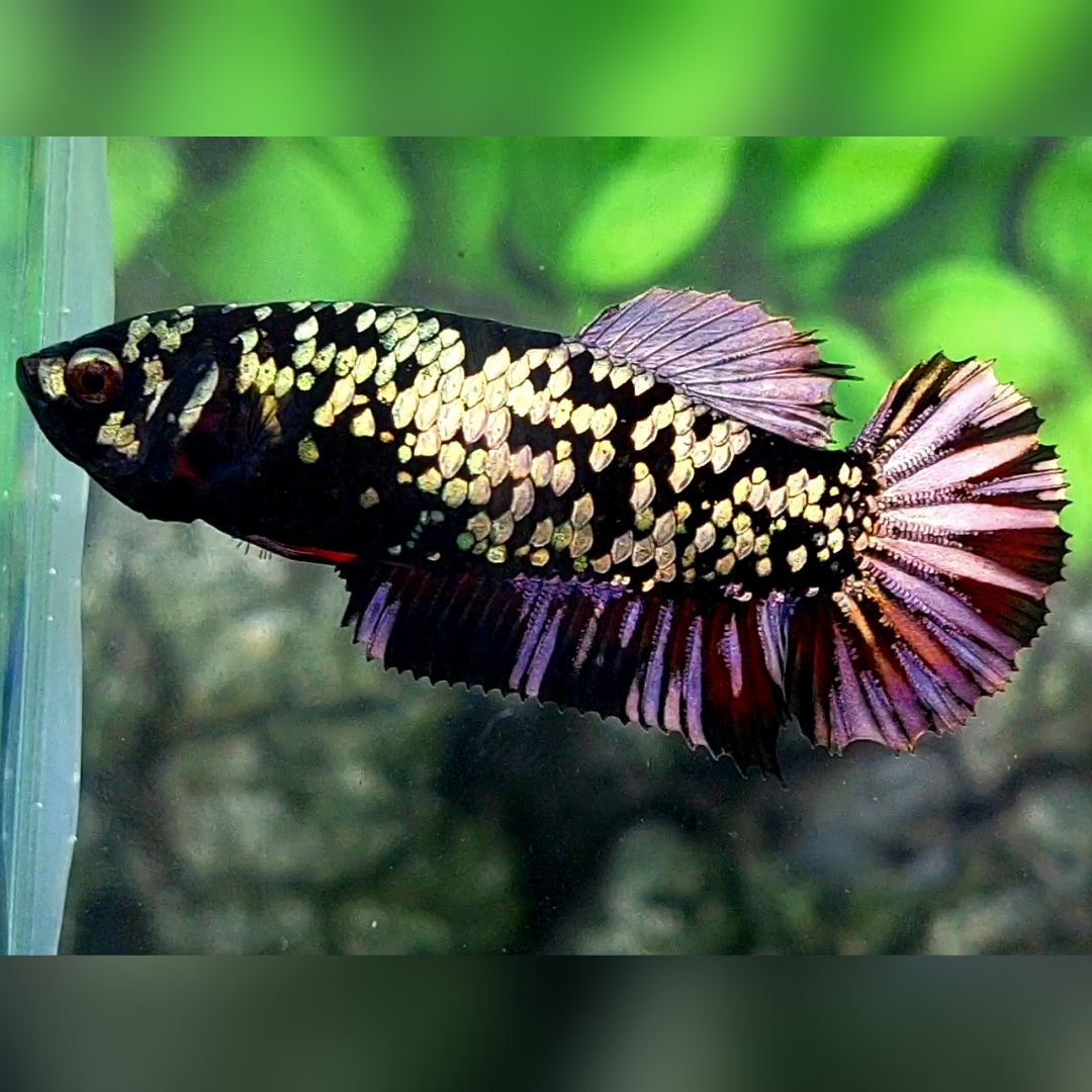 Avatar Copper Gold Purple HMPK Betta Fish Female For Sorority / Breed