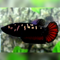 Avatar Copper Gold Vampire HMPK Female For Sorority / Breed