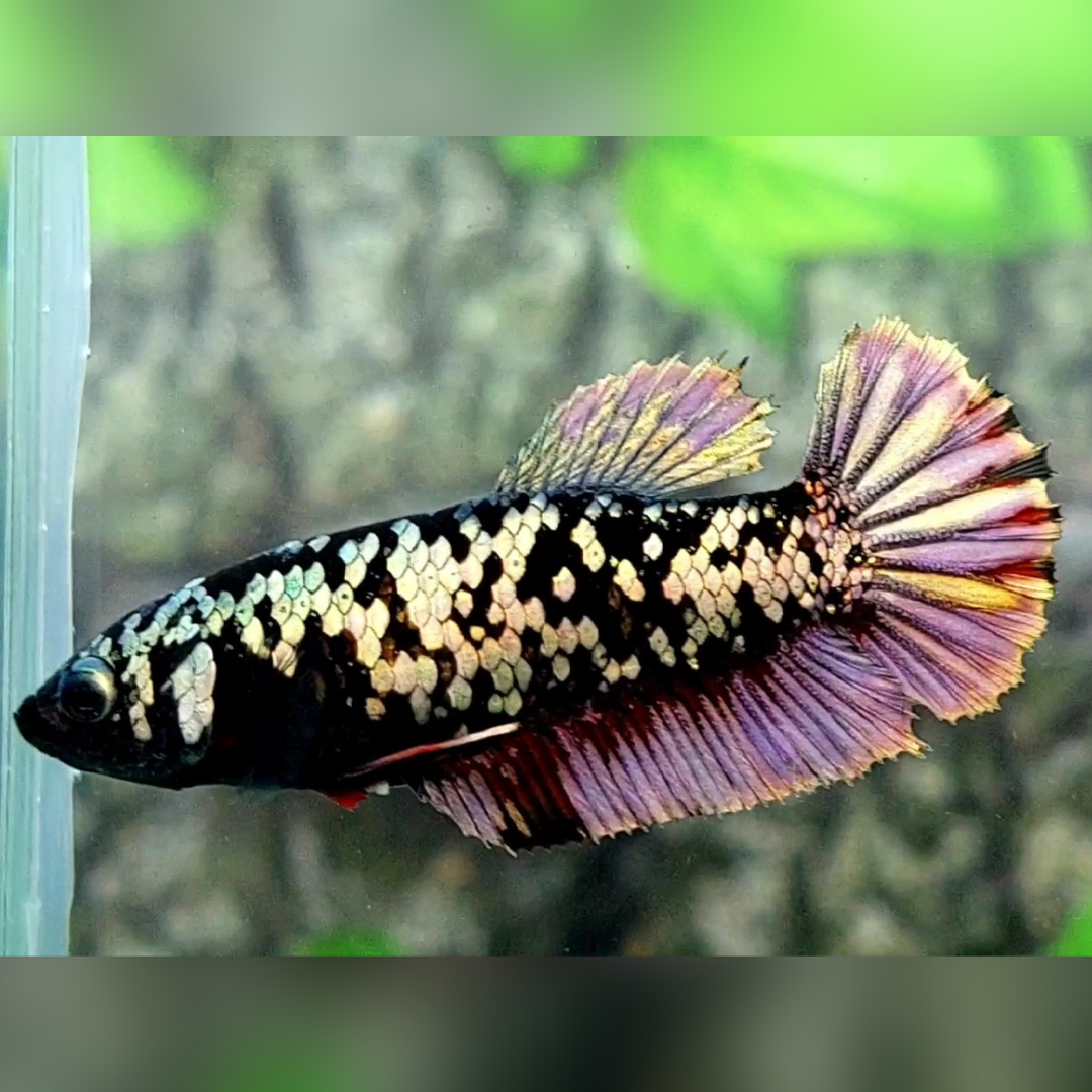 Avatar Copper Gold HMPK Betta Fish Female For Sorority / Breed