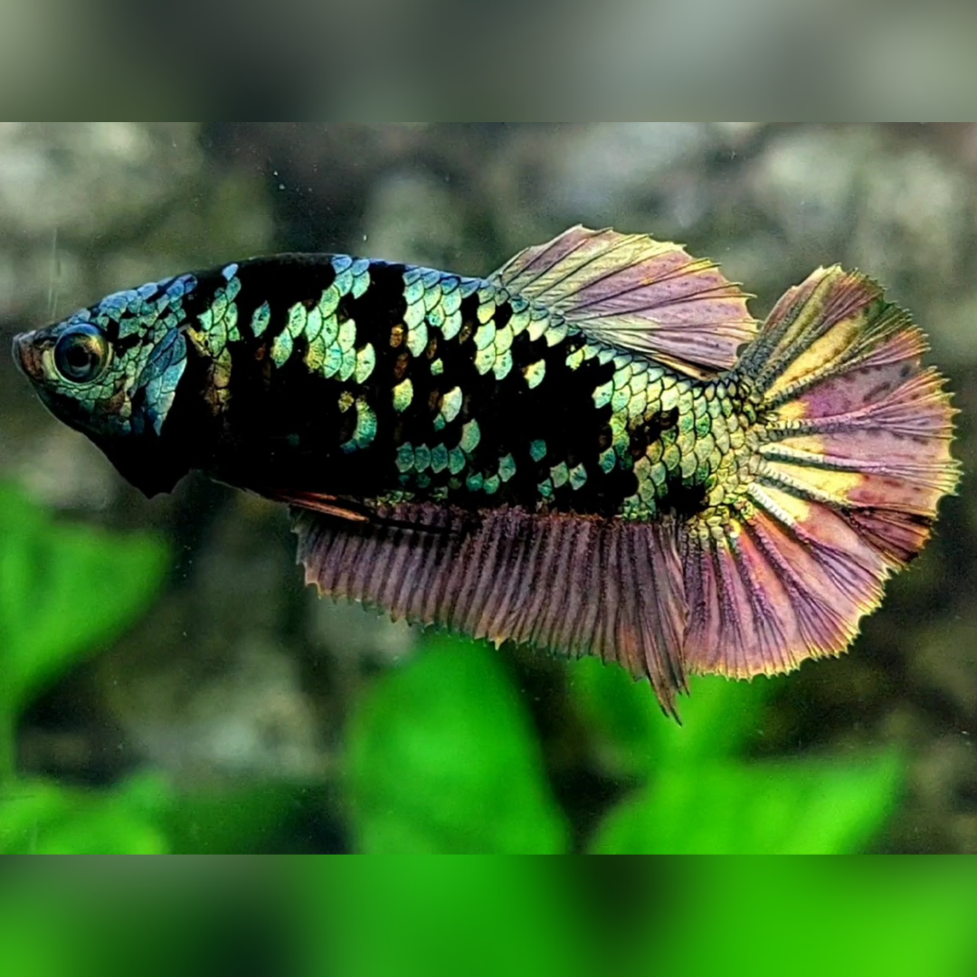 Avatar Copper Gold HMPK Female For Sorority / Breed