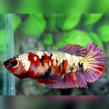 Red Koi Copper Purple HMPK Betta Fish Female For Sorority / Breed #RKC