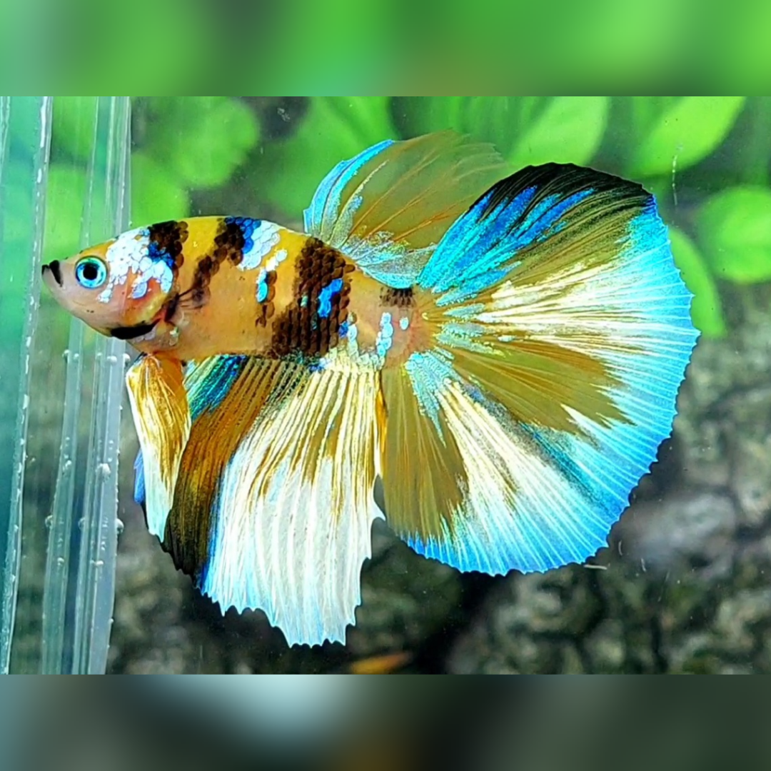 Yellow Tiger SkyBlue Galaxy Junior Halfmoon Male #YKG