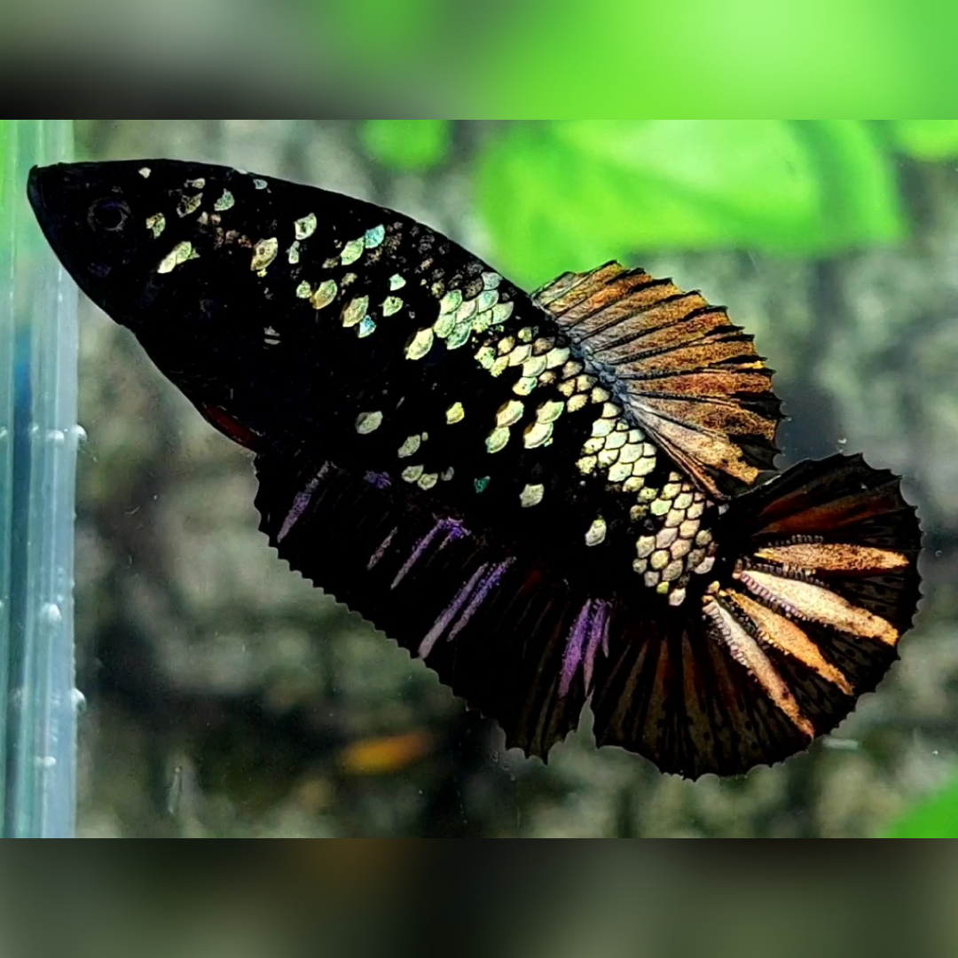Avatar Copper Gold HMPK Betta Fish Female For Sorority / Breed