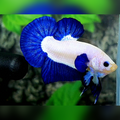 Blue Rim Bicolor Blue Ears HMPK Male