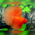 Solid Orange Over Halfmoon Male #na