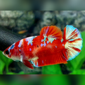 Red Barongsai Galaxy HMPK Betta Fish Female For Sorority / Breed
