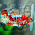 Red Barongsai Galaxy HMPK Betta Fish Female For Sorority / Breed
