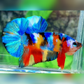 Yellowbase Multicolor Galaxy HMPK Male
