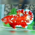 Red Barongsai Galaxy HMPK Male