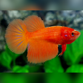 Solid Orange Halfmoon Female For Sorority / Breed #na