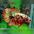 Red Koi Copper Gold Galaxy HMPK Male #RKC