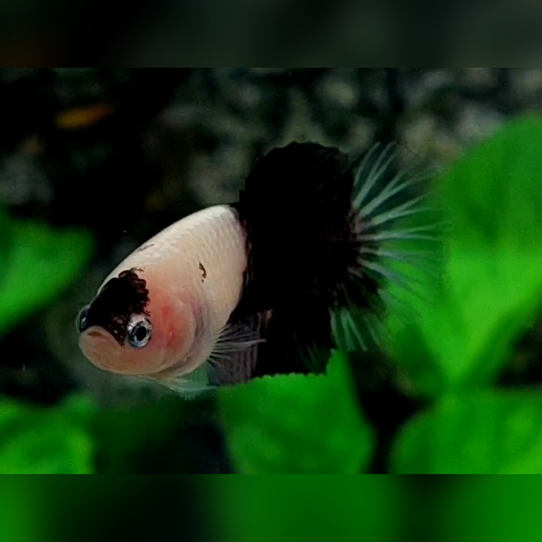 Black Koi Tancho HMPK Female For Sorority / Breed