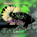 Avatar Copper Gold HMPK Male #na