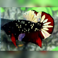 Avatar Red Vampire Copper Gold HMPK Male #na