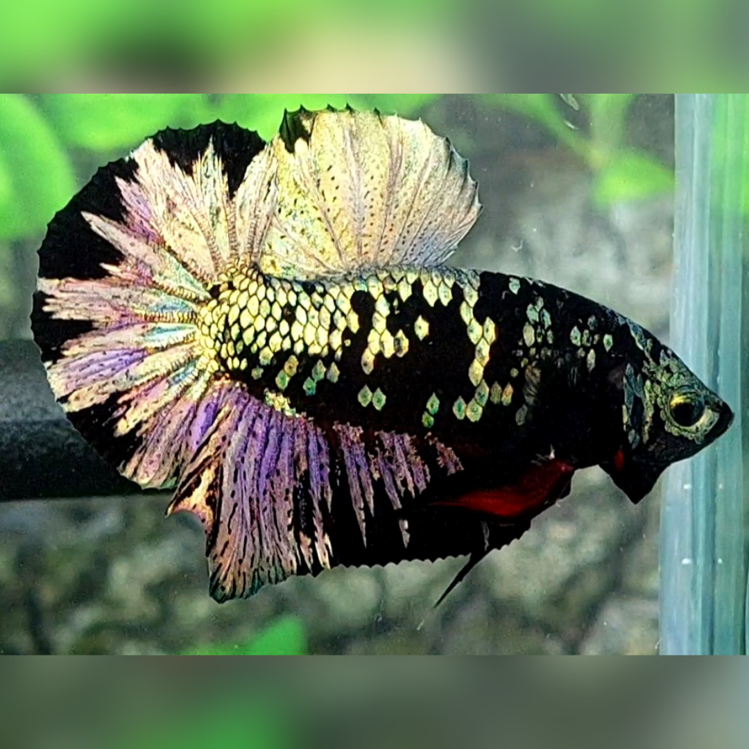 Avatar Copper Gold HMPK Male #na