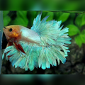 Orange Head Skyblue Fancy Feathertail Halfmoon Male #na
