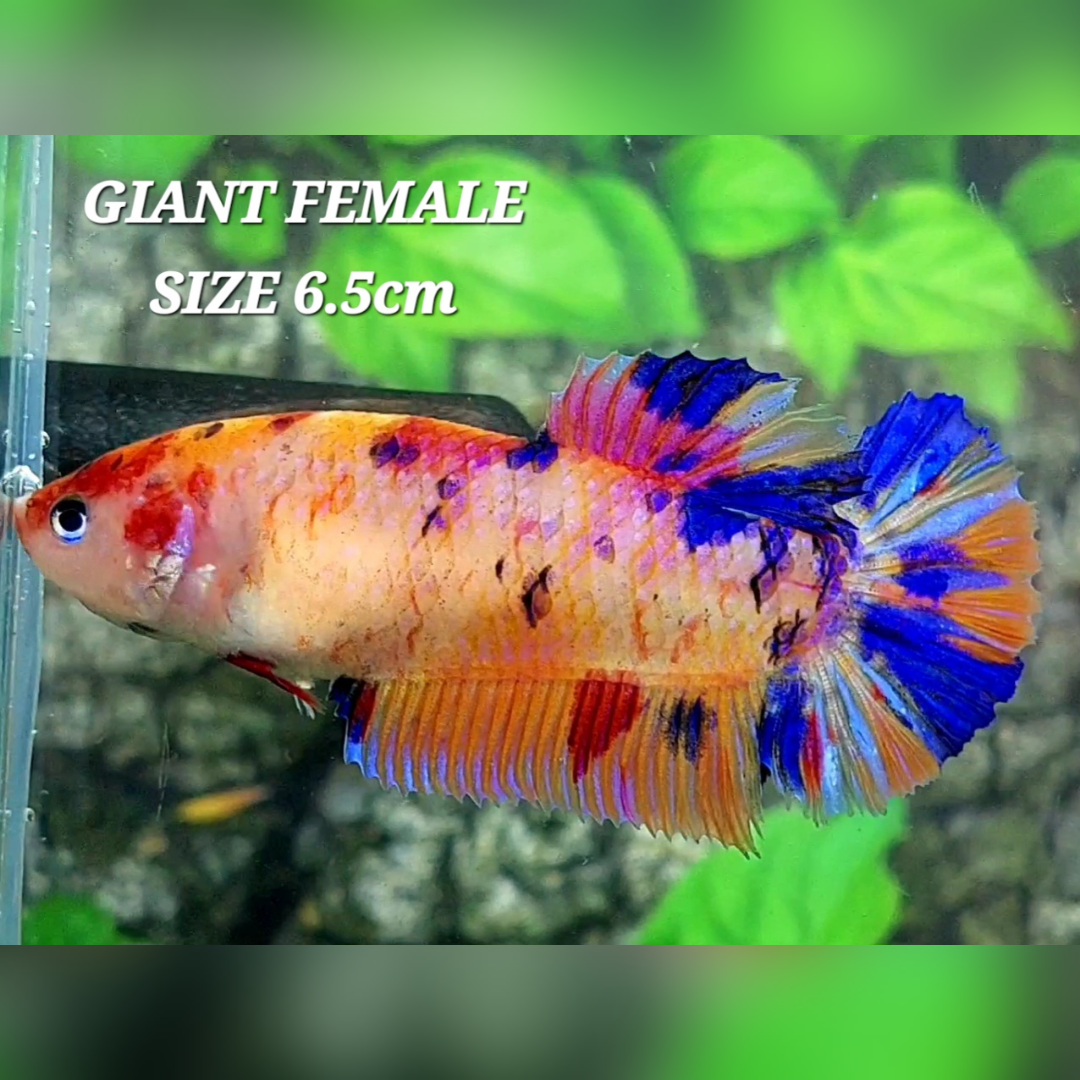 Multicolor Candy Galaxy JUMBO GIANT HMPK Betta Fish Female