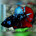 Avatar Gray Red Vampire HMPK Male #na