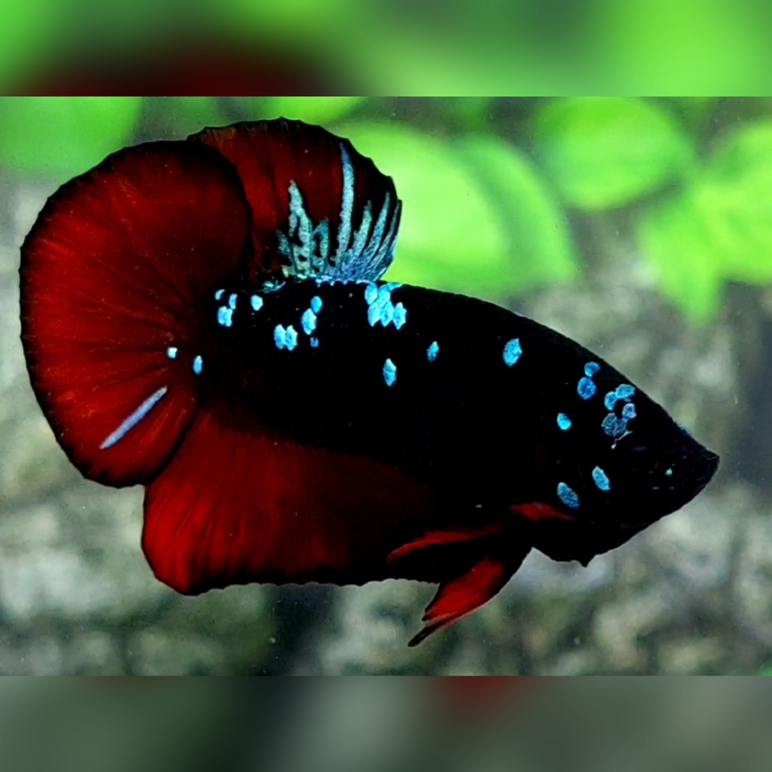Avatar Vampire Turquoise HMPK Male
