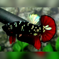 Avatar Red Vampire Copper Gold HMPK Male