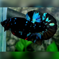 Avatar Gordon Turquoise HMPK Male