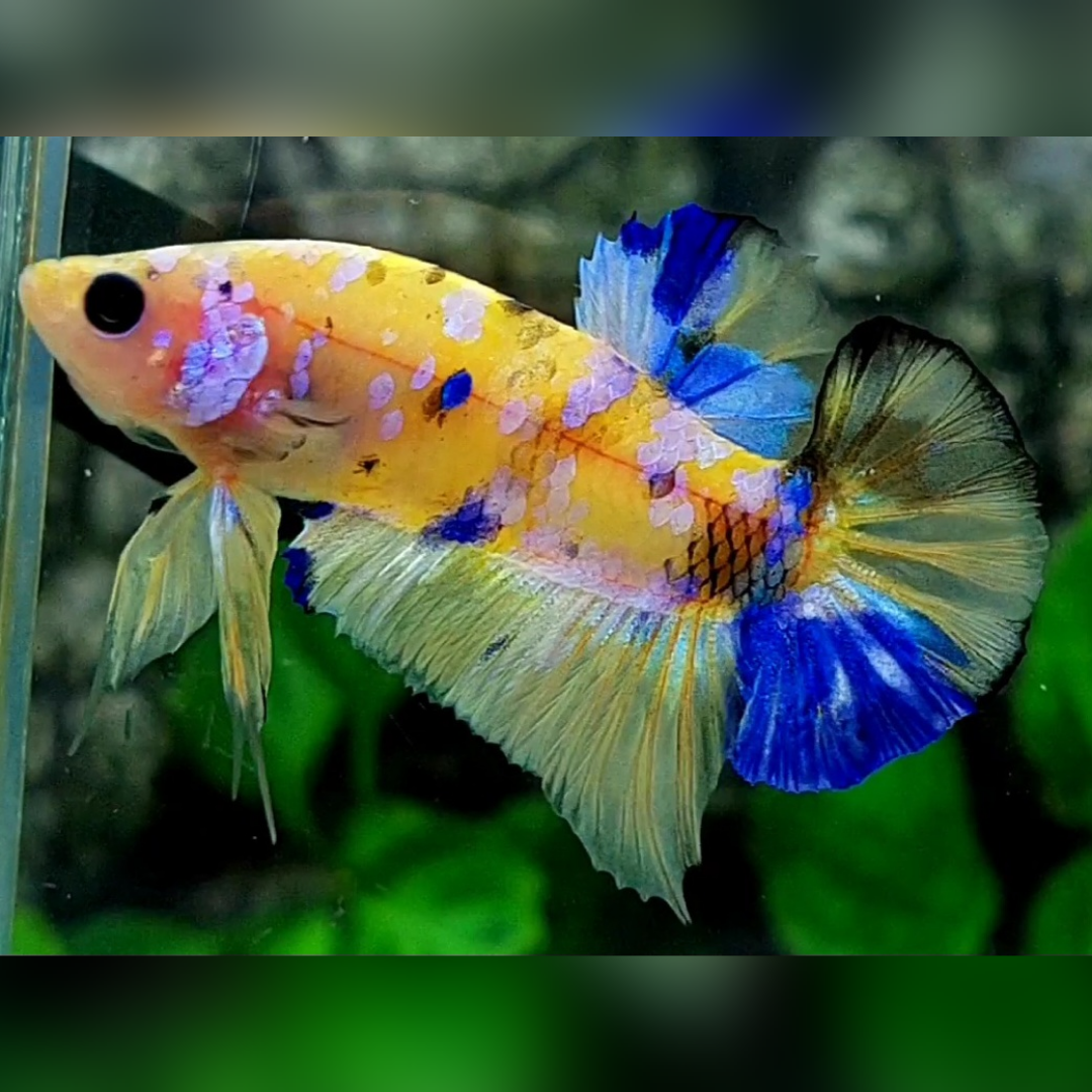Yellow Galaxy Blue Purple HMPK Betta Fish Male #YKG