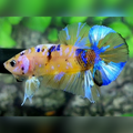 Yellow Galaxy Blue Pink HMPK Betta Fish Male #YKG
