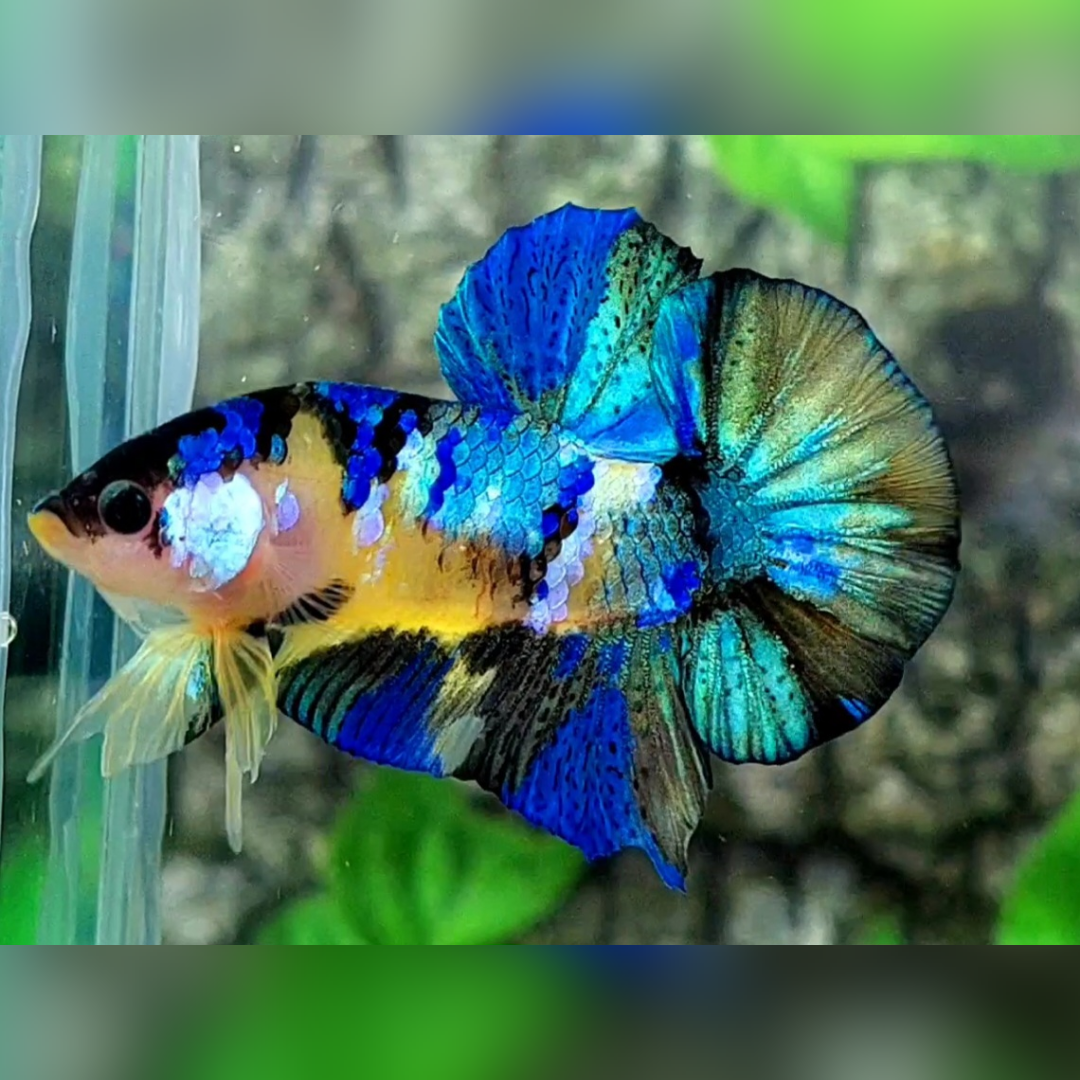Yellow Galaxy Blue Tiger HMPK Male #YKG