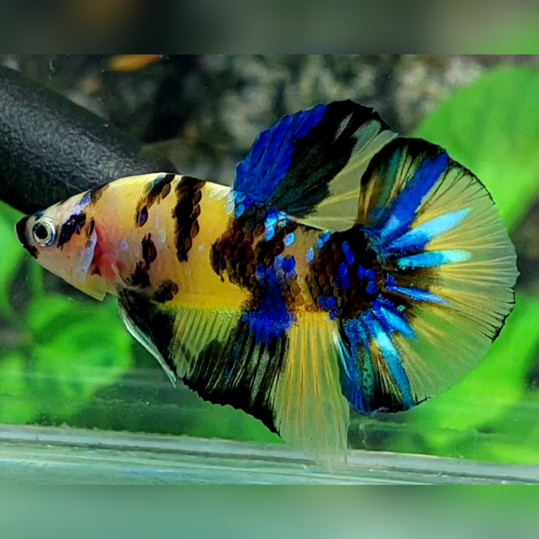Yellow Galaxy Blue Tiger HMPK Male #YKG