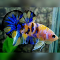 Yellow Galaxy Blue Pink Purple HMPK Male