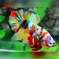 Yellowbase Multicolor Galaxy HMPK Male #na