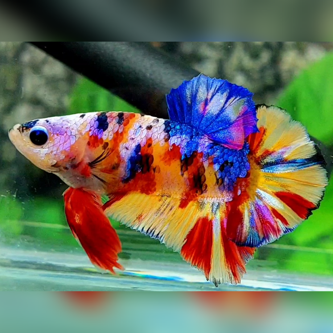 Yellowbase Multicolor Candy Galaxy HMPK Male #na