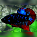 Avatar Gordon Blue Red Vampire HMPK Male #na