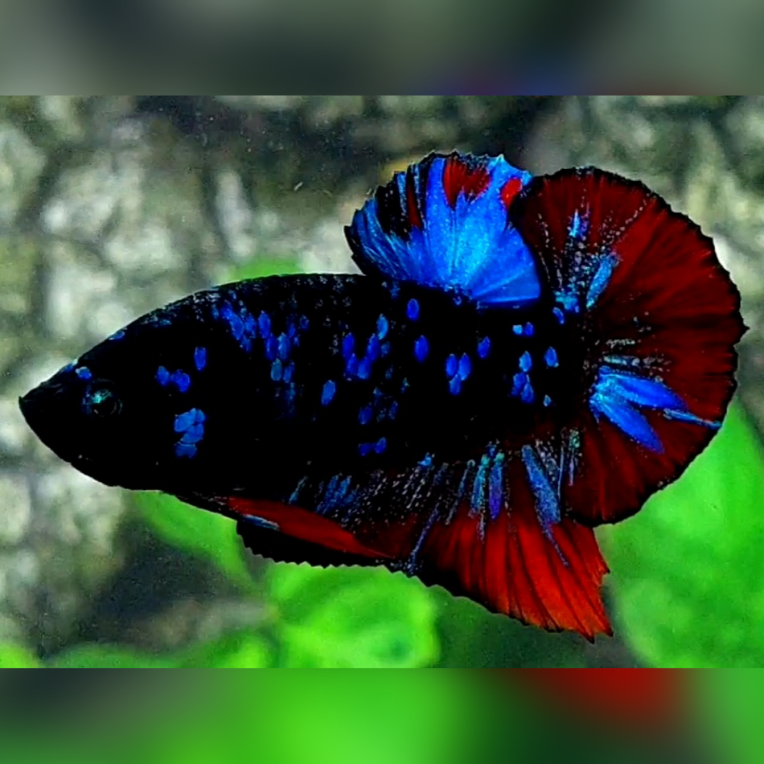Avatar Gordon Blue Red Vampire HMPK Male #na