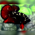 Avatar Red Vampire Copper Gold HMPK Male #na