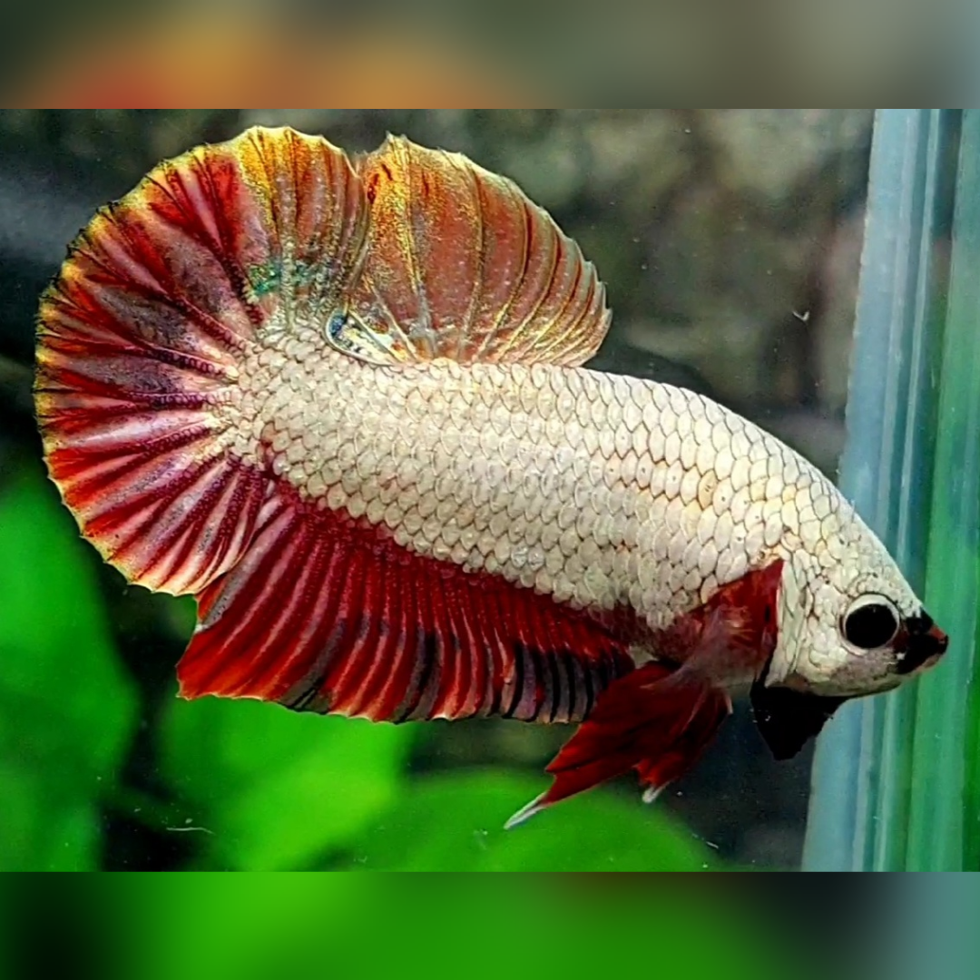 Red Gold Dragon Full Mask HMPK Male #na