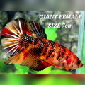 Copper Candy JUMBO GIANT HMPK Female #na