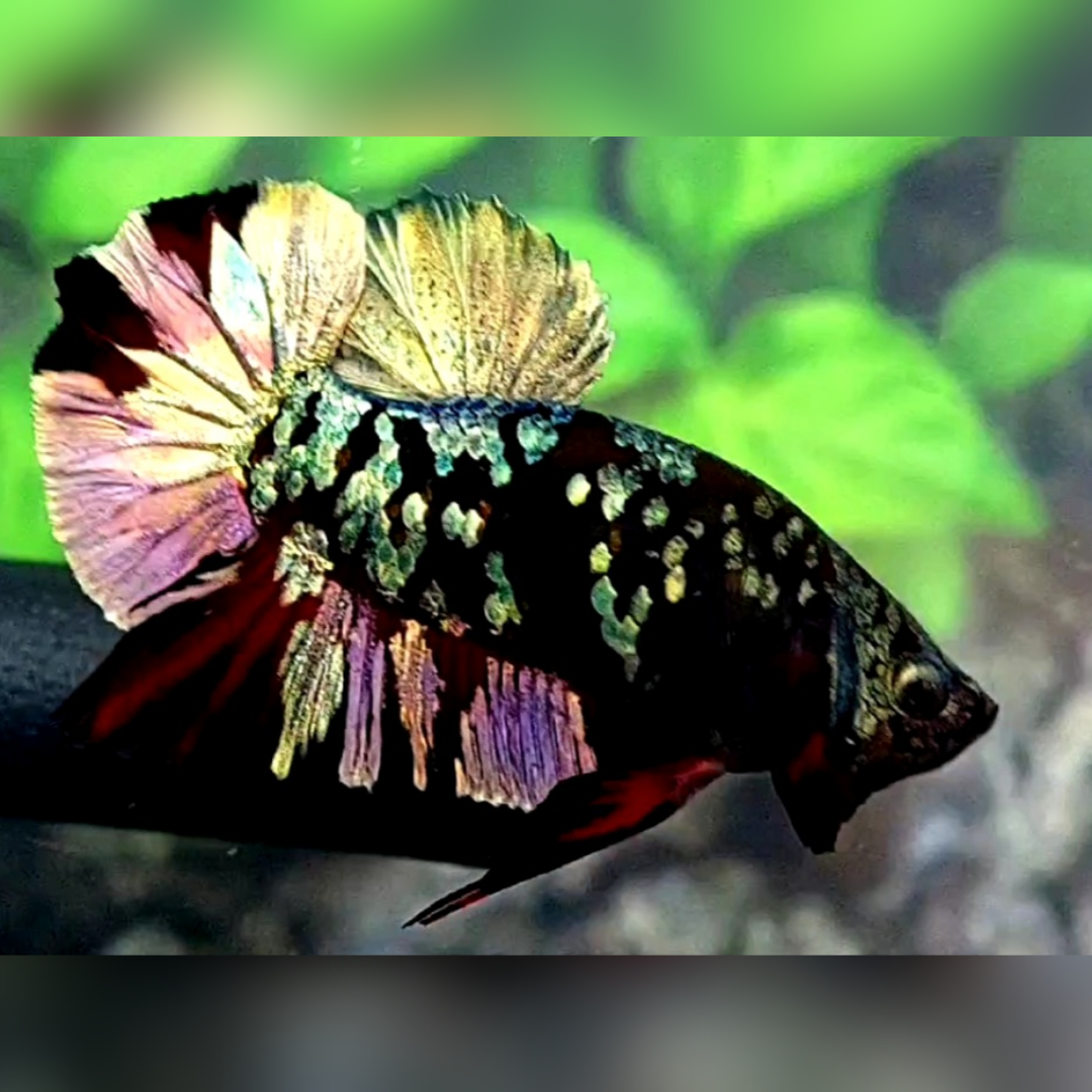 Avatar Copper Gold Red HMPK Betta Fish Male