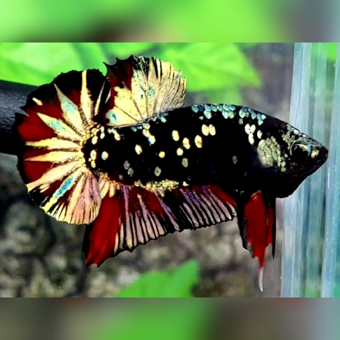 Avatar Copper Gold Red Vampire Over HMPK Male #na