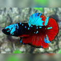 Avatar Turquoise Red Vampire HMPK Male #na