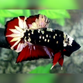 Avatar Copper Gold Red Vampire HMPK Male #na