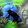 Avatar Grey Over HMPK Betta Fish Male