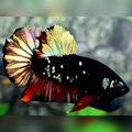Avatar Copper Gold Red Vampire HMPK Male #na