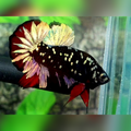 Avatar Copper Gold Red Vampire Over HMPK Male #na