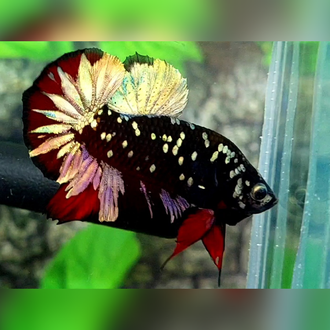 Avatar Copper Gold Red Vampire Over HMPK Male #na