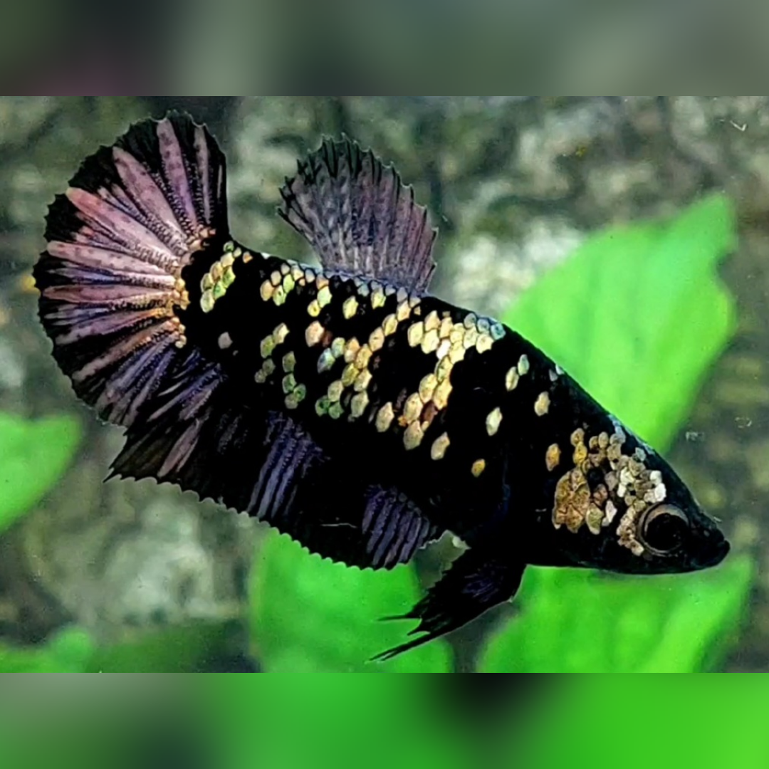 Avatar Copper Purple HMPK Female For Sorority / Breed #na