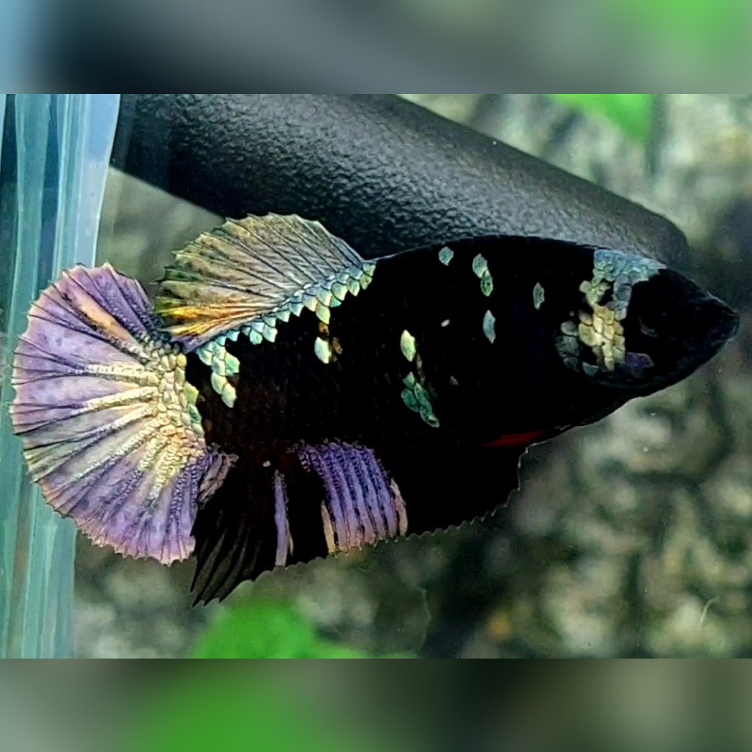 Avatar Copper Purple HMPK Female For Sorority / Breed #na