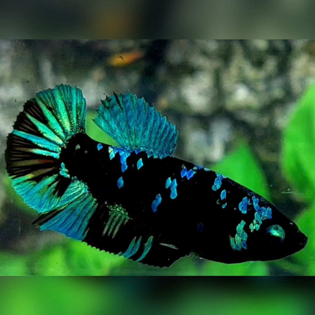 Avatar Gordon Green HMPK Betta Fish Female For Sorority / Breed